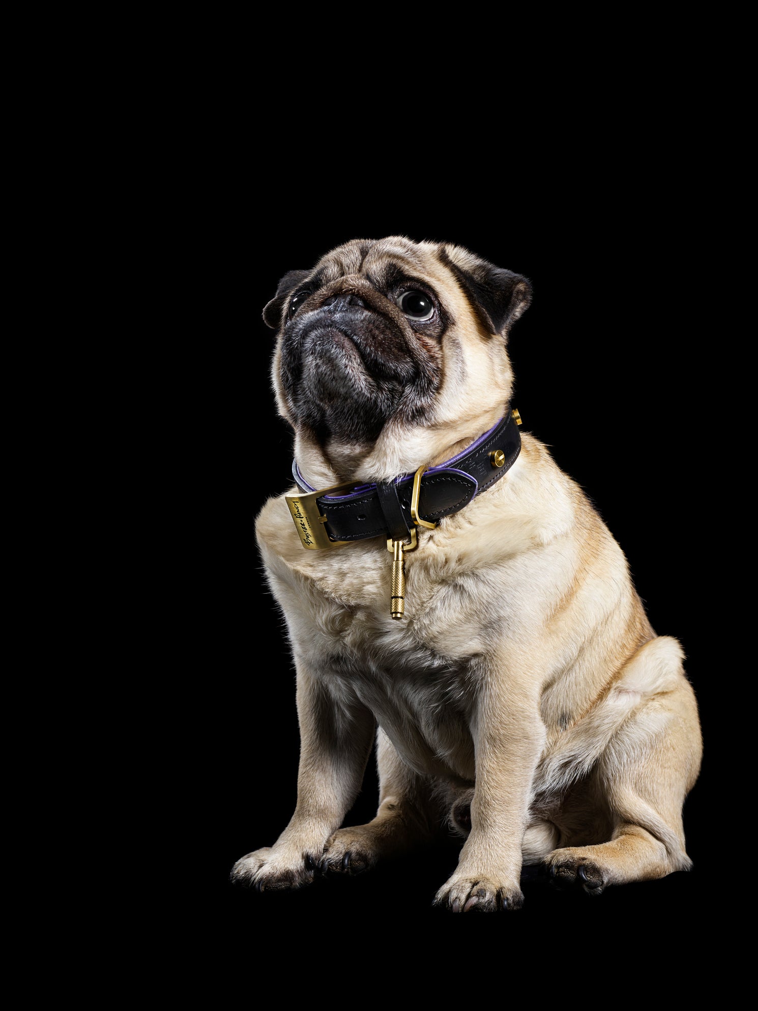 Lille hund iført hundehalsbånd i sort og lilla læder med detaljer i messing, på sort baggrund.