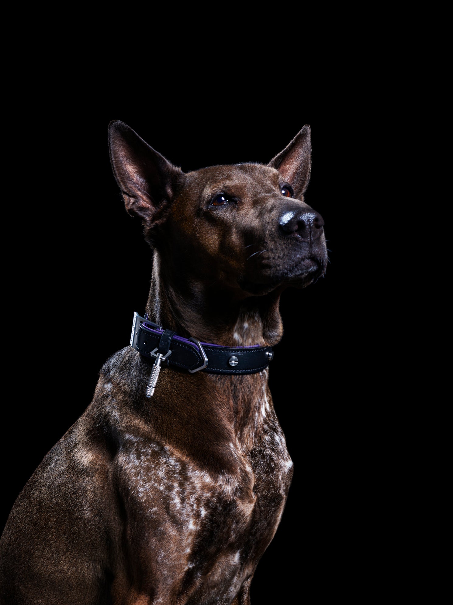 Stor brun hund iført hundehalsbånd i sort og lilla læder med detaljer i stål, på sort baggrund.