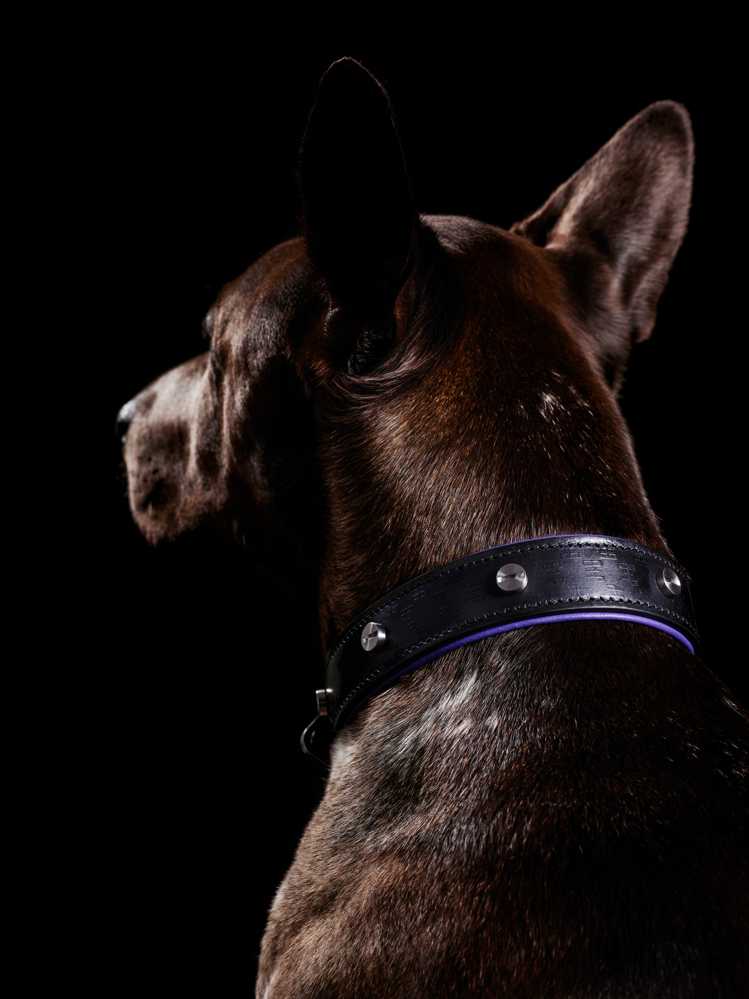 Detaljer af stor brun hund iført hundehalsbånd i sort og lilla læder med detaljer i stål, på sort baggrund.
