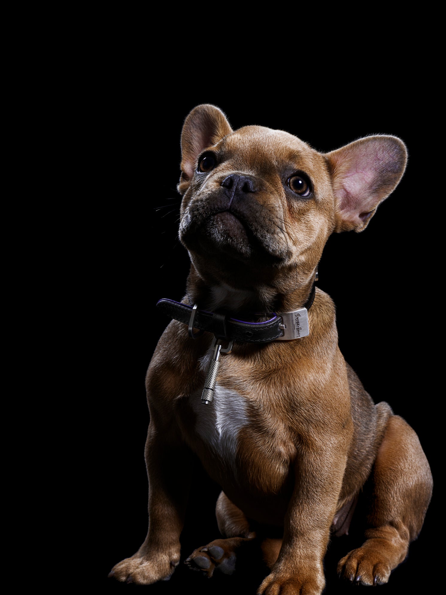 Lille brun hund iført hundehalsbånd i sort og lilla læder med detaljer i stål, på sort baggrund.